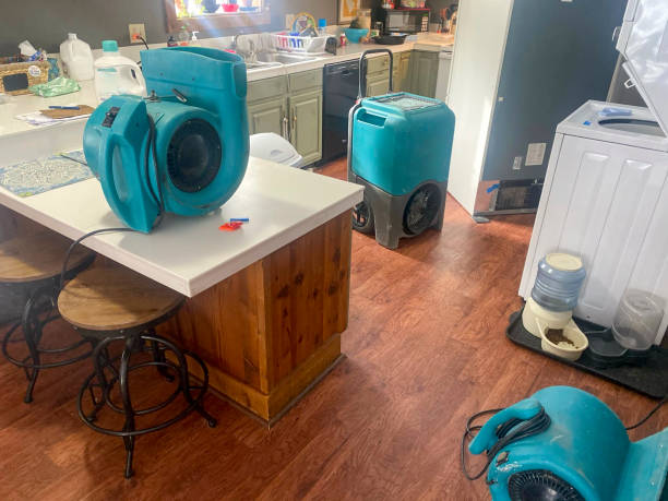 Best Mold removal after water damage  in Riverdale, UT